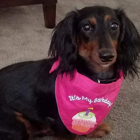 Meet your Posher, Mya - Picture 1 of 1